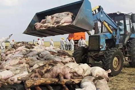 江苏沭阳查获外省违规调入生猪，排查出非洲猪瘟疫情情况